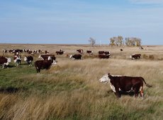 200 млрд тенге направят на развитие животноводства в Казахстане