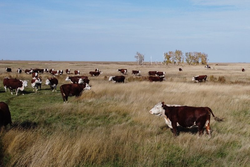 200 млрд тенге направят на развитие животноводства в Казахстане