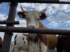 Причина гибели скота в ВКО не установлена