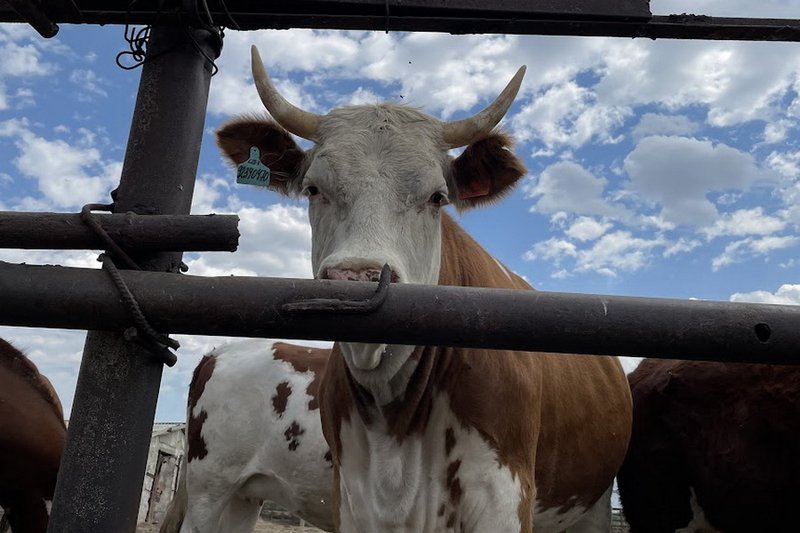 Причина гибели скота в ВКО не установлена
