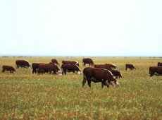 Как изменится субсидирование животноводства в Казахстане