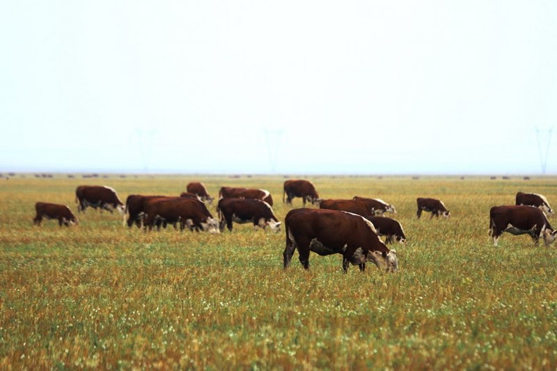 Как изменится субсидирование животноводства в Казахстане