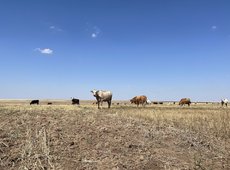 Пастереллез у КРС выявлен на зимовке в Карагандинской области