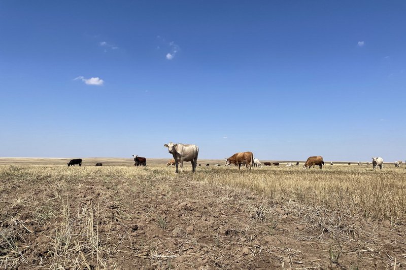Пастереллез у КРС выявлен на зимовке в Карагандинской области