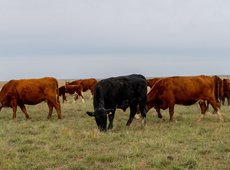 Костанайские фермеры жалуются не дефицит убойных пунктов