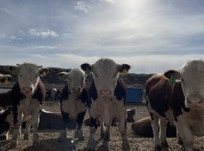 Акимат в Павлодарской области требовал вернуть переданное фермерам имущество