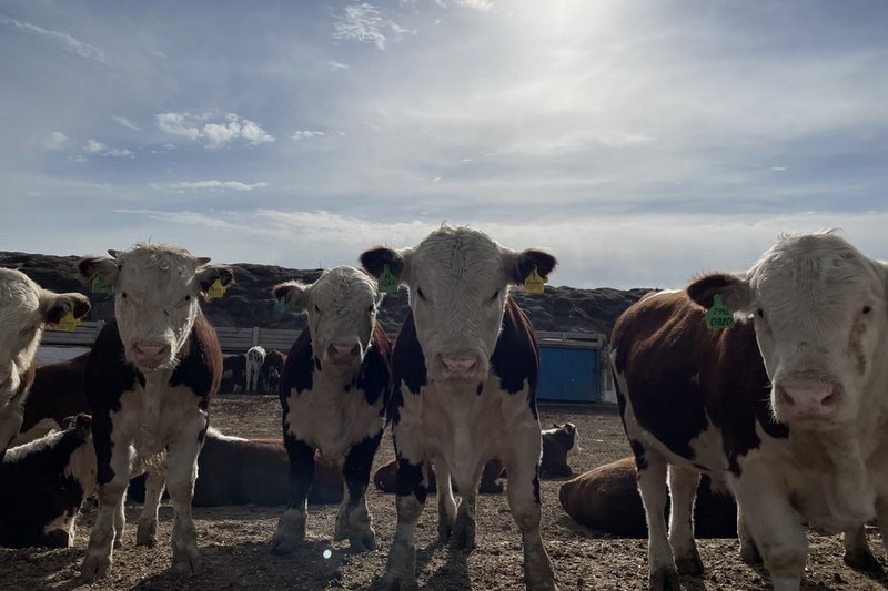 Акимат в Павлодарской области требовал вернуть переданное фермерам имущество