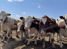 Устранить теневые схемы поддержки АПК поручил Токаев