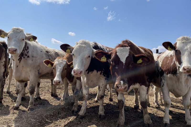 Устранить теневые схемы поддержки АПК поручил Токаев
