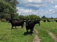 Депутат маслихата в Актюбинской области незаконно получил субсидии на скот