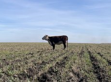 Сайт для предотвращения краж скота запустили в Алматинской области