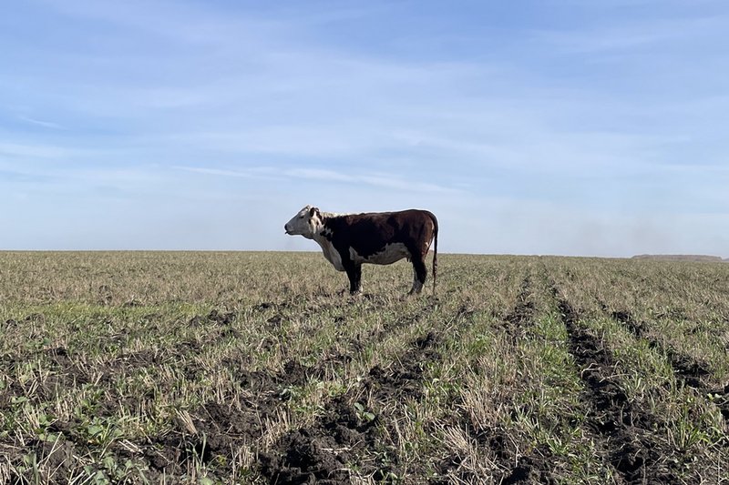 Сайт для предотвращения краж скота запустили в Алматинской области