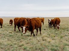 Минсельхоз ввел квоты на экспорт скота