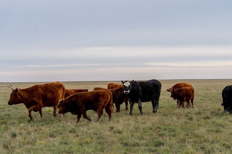 Минсельхоз опроверг заявления о дефиците скота в Казахстане