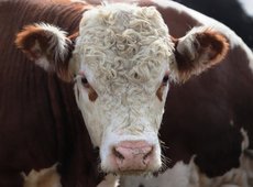 В Казахстане введут запрет на вывоз бычков