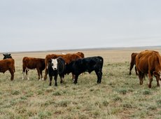 Международный форум по мясному животноводству пройдет в Бурабае