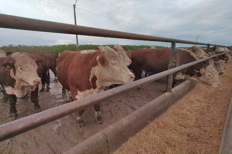 Планы по увеличению производства молока и мяса презентовал Минсельхоз