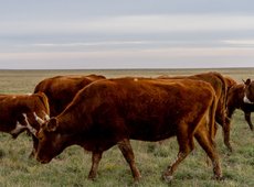 Фиктивные ветеринарные справки продавали в Костанайской области