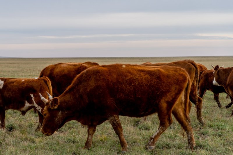 Фиктивные ветеринарные справки продавали в Костанайской области