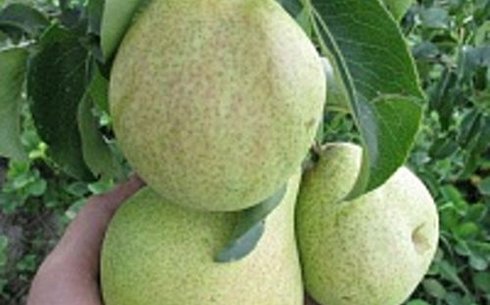 Груша сорт Кудесница