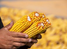 Аграрий в Жетысу с помощью влагосберегающих технологий удвоил урожай кукурузы