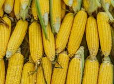 40 тыс. тонн кукурузы выкупят у фермеров двух областей