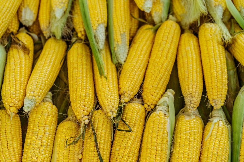 40 тыс. тонн кукурузы выкупят у фермеров двух областей