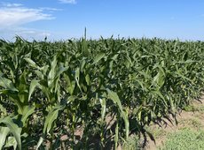 Посевы овощей и кукурузы расширят в Казахстане