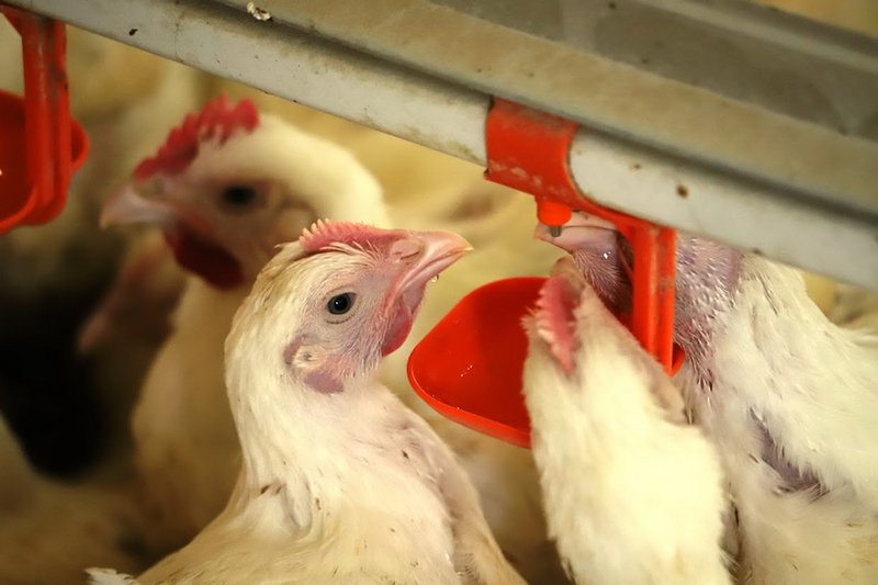 Казахстан получил статус благополучия по гриппу птиц