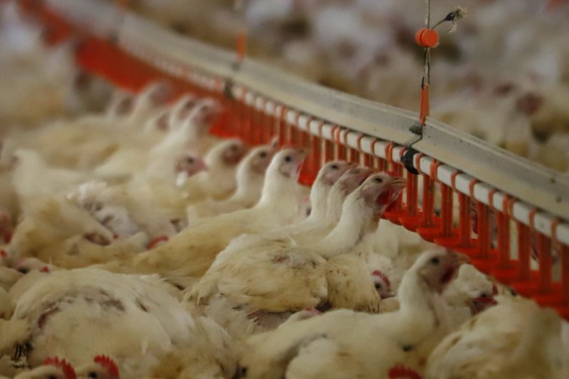 На птицефабрике в ЗКО от пастереллеза погибло 126 тыс. цыплят