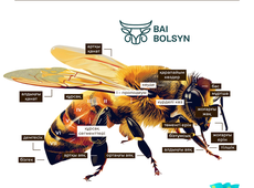 Как сказать по-казахски «пчела»?