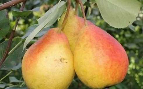 Груша сорт Лада
