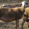Лакон порода овец (Lacaune)