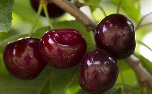 Вишня сорт Ласуха