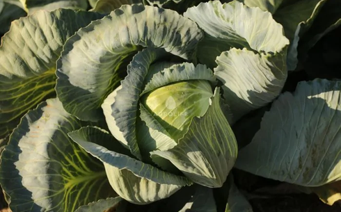 Капуста белокочанная сорт Лексикон