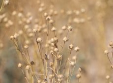 В Жетысу начали выращивать рапс, лен и фасоль