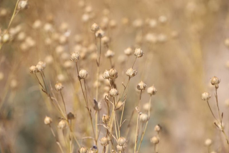 В Жетысу начали выращивать рапс, лен и фасоль