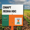 Свекла сахарная сорт СМАРТ ЛЕОНА KBC