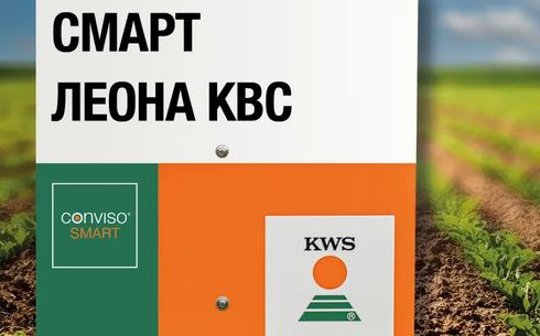 СМАРТ ЛЕОНА KBC қант қызылшасы сұрпы