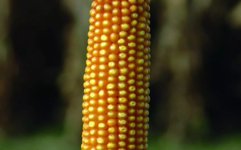 Кукуруза сорт Леонидо