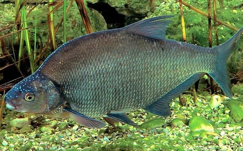 Лещ (Bream)