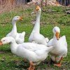Венгриялық ақ қаздар (Hungarian white goose)