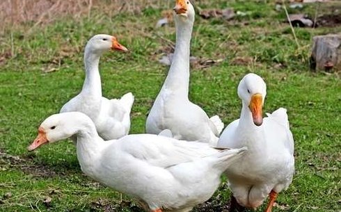 Венгриялық ақ қаздар (Hungarian white goose)