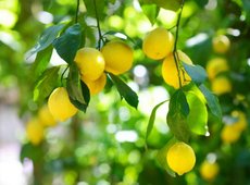 Теплицу для выращивания лимонов запустили в Алматинской области