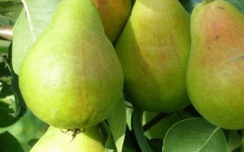 Груша сорт Лира