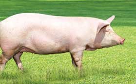 Ливенская (liven breed of pig)