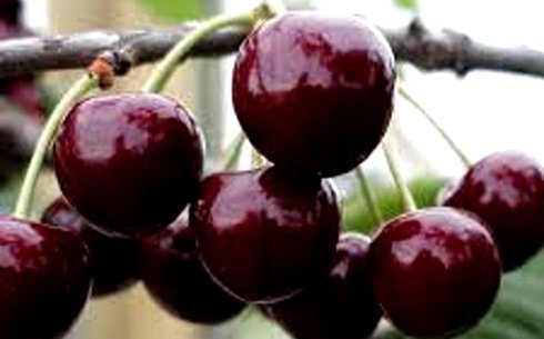 Вишня сорт Ливенская