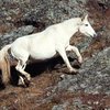 Алтайская (Altai horse)