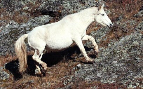 Алтайская (Altai horse)