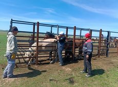 В Карагандинской области сняли карантин по лимфангиту у лошадей